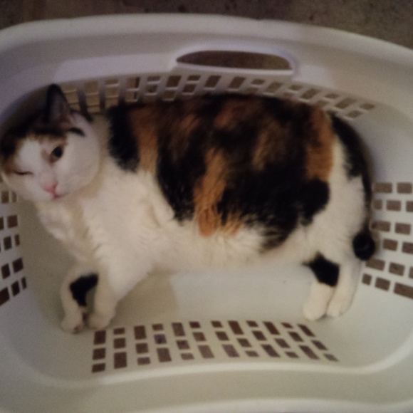 Every Offer is Considered 🐸 - Picture 6 of 7